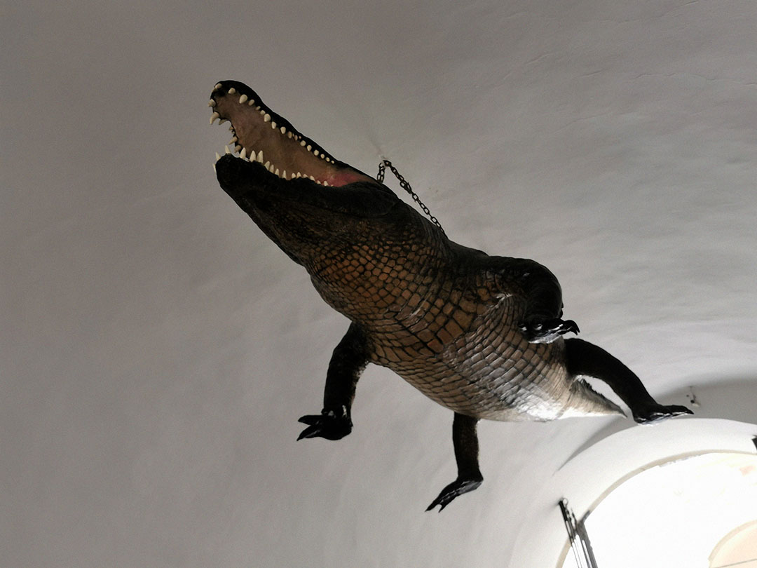 The Brno Dragon