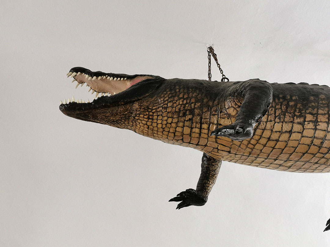 The Brno Dragon gallery image 2