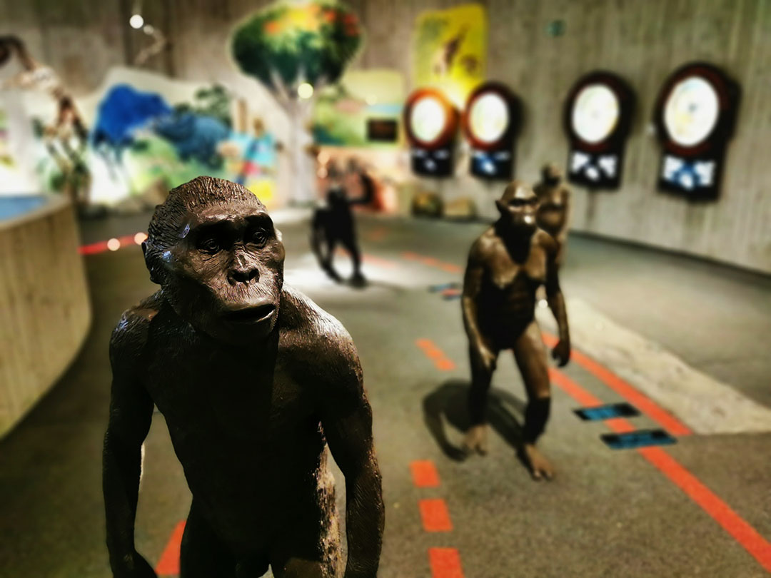 Krapina Neanderthal Museum gallery image 8