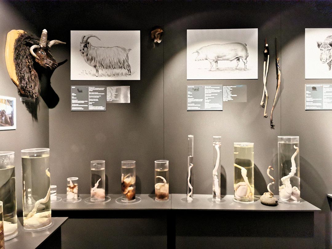 The Icelandic Phallological Museum gallery image 2