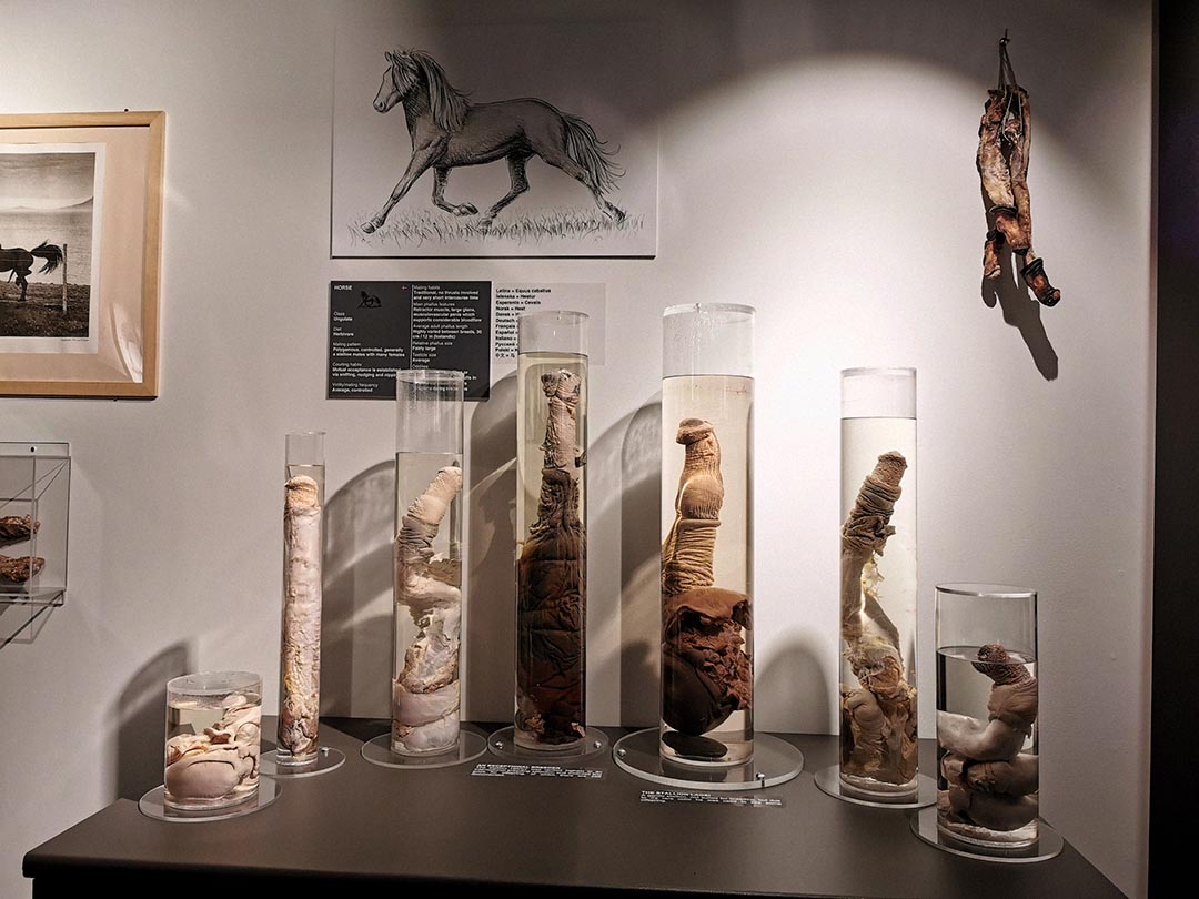 The Icelandic Phallological Museum gallery image 3