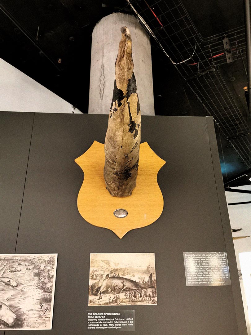 The Icelandic Phallological Museum gallery image 5