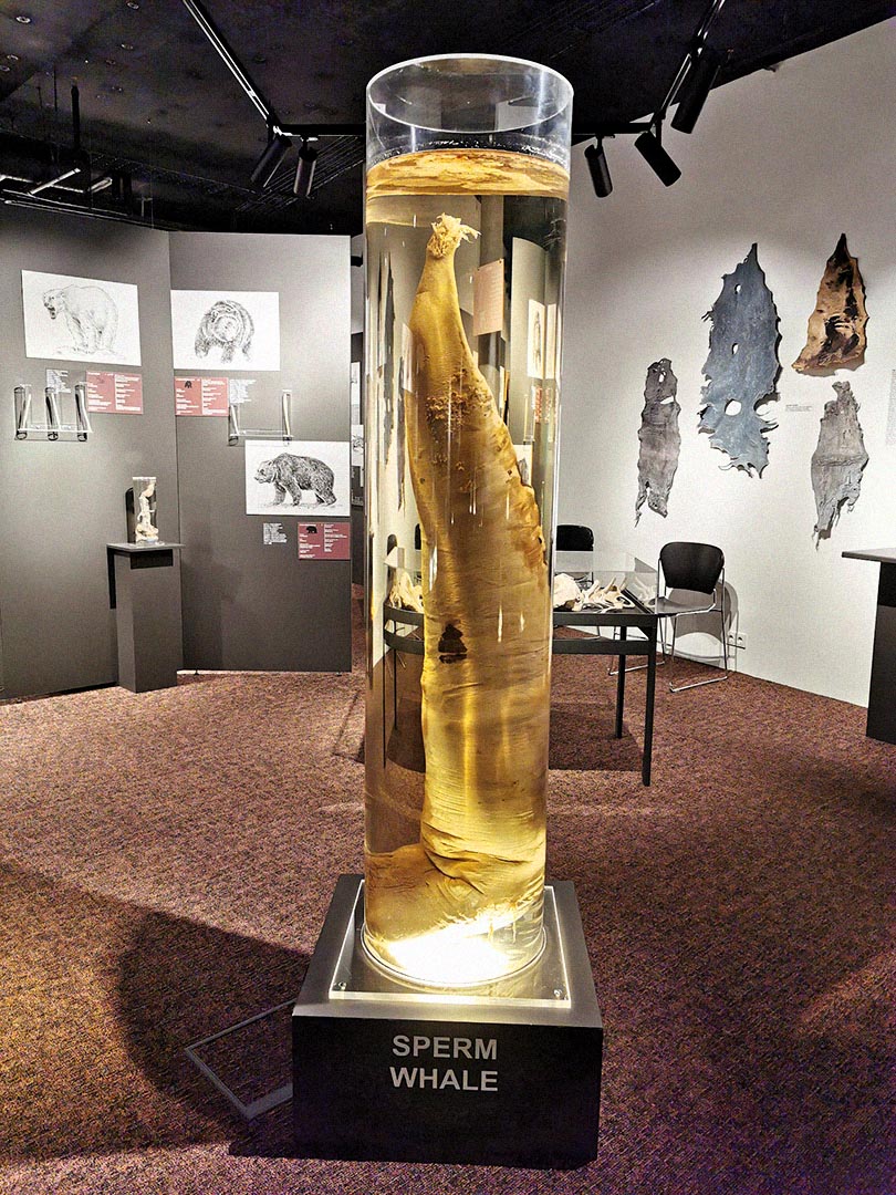 The Icelandic Phallological Museum gallery image 7